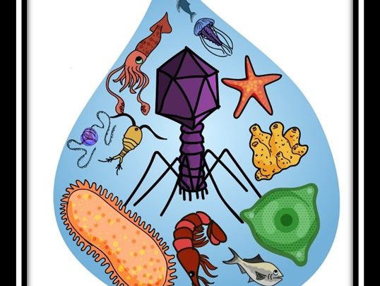 Marine Viruses