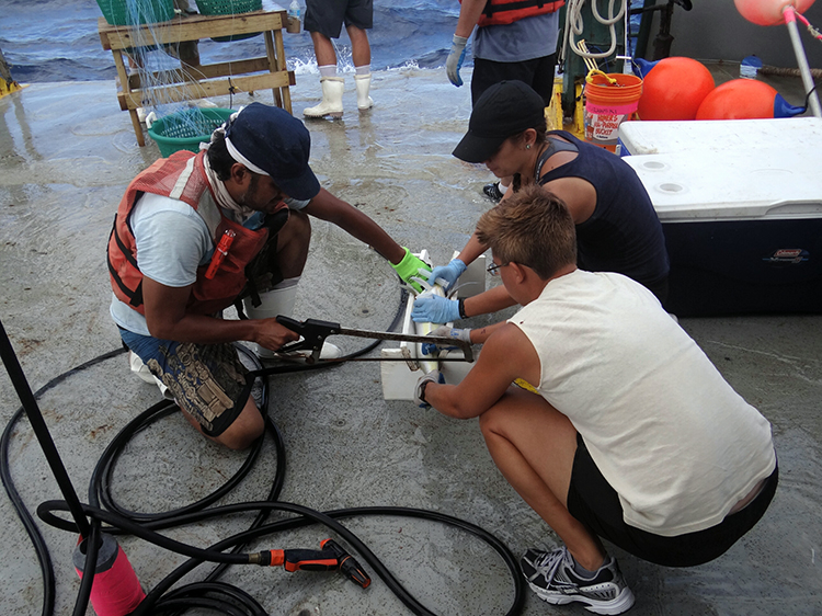 Researchers process a Golden Tilefish for blood samples studying PAH concentrations.