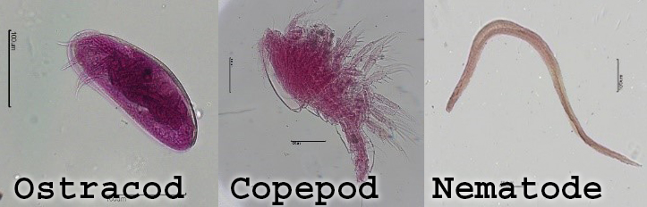 OstracodCopepodNematode