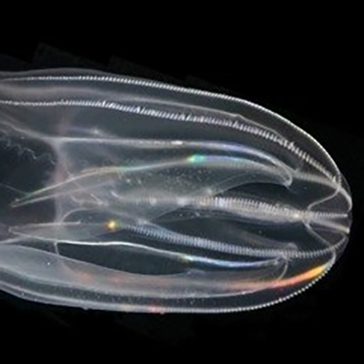 Studying Possible Lethal Effects Of Oil And Dispersants On Ctenophores