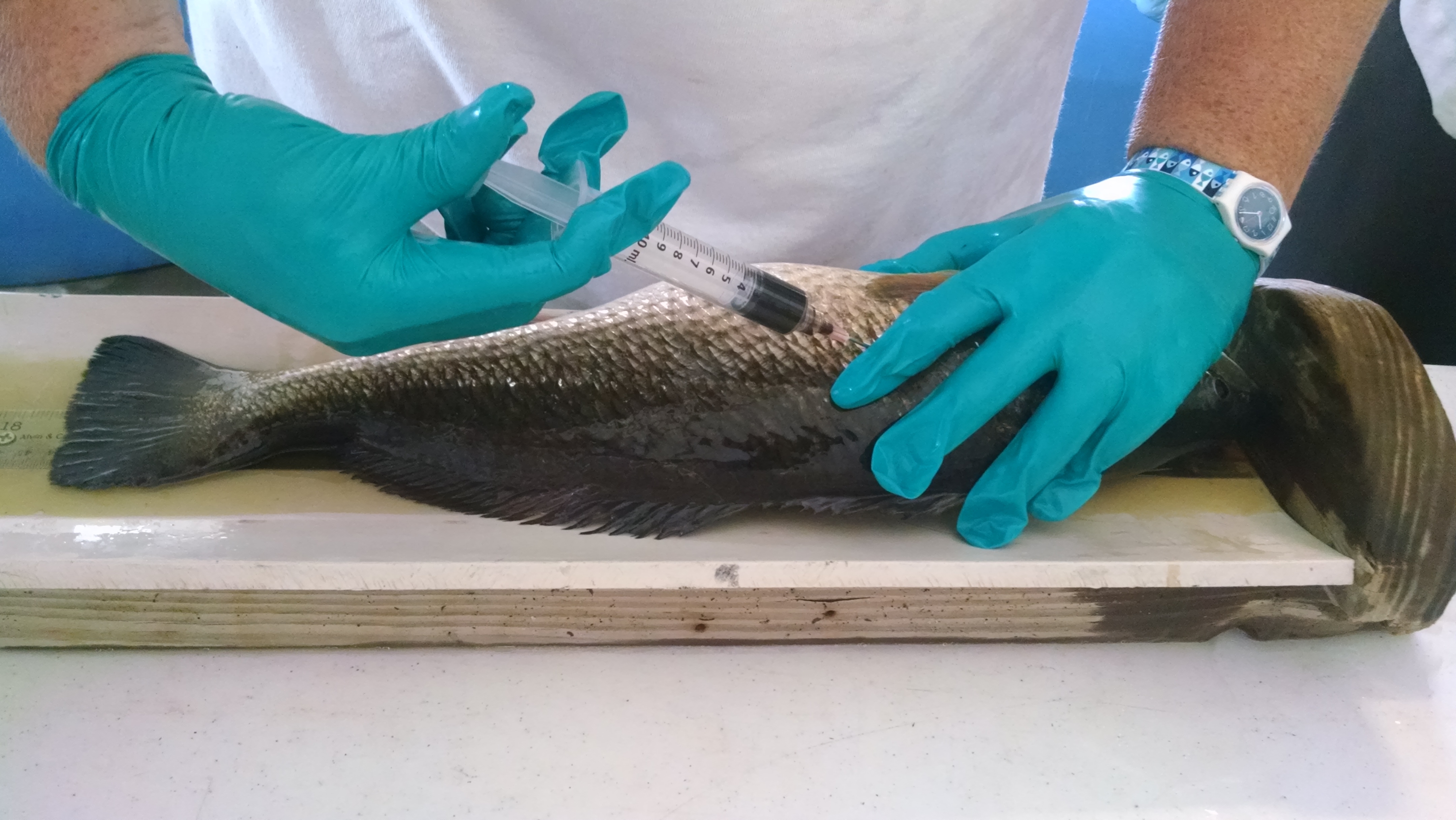 Fish Exposure Studies Begin At Mote Marine Laboratory