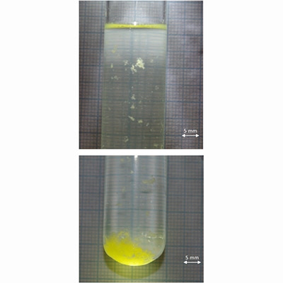 Oil Spill Dispersants Induce Formation Of Marine Snow By Phytoplankton-associated Bacteria