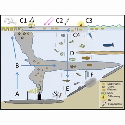 Assessing The Impacts Of Oil-associated Marine Snow Formation And Sedimentation During And After The Deepwater Horizon Oil Spill