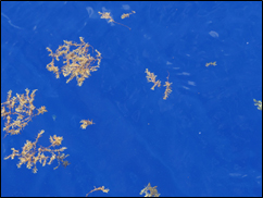 Sargassum