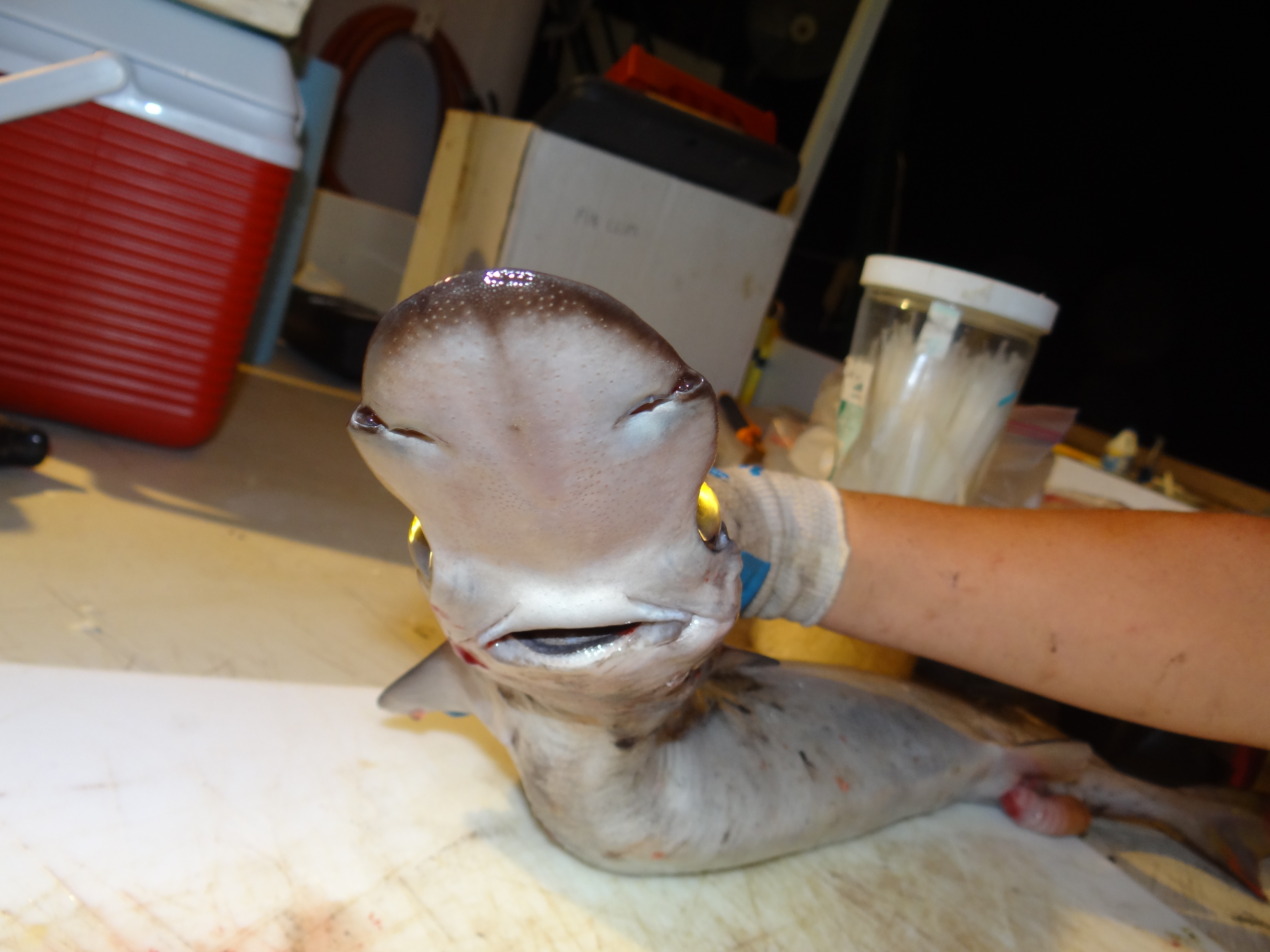 Arrowheaddogfish