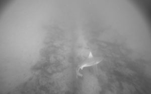 Sandbar Shark