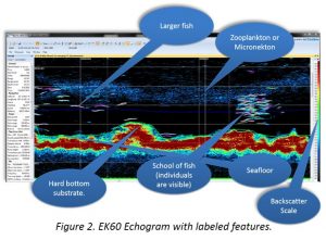 Echogram