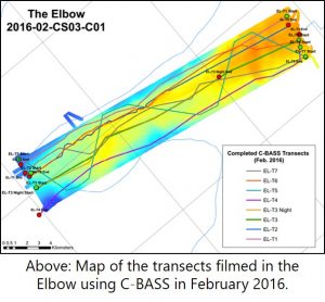 Elbow C-BASS Transects