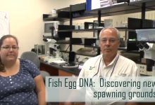 Mya Breitbart & Ernst Peebles of USF College of Marine Science