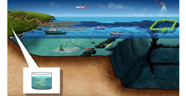 Impacts on fisheries following an oil spill