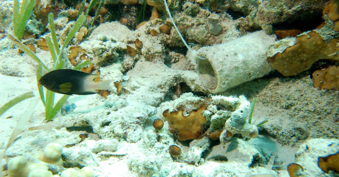 secrets of fish population