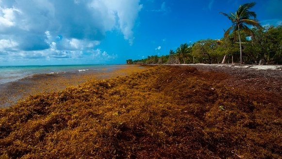 A picture taken in April shows sargassum seaweed on the French Caribbean Island of Guadeloupe. Helene Valenzuela /AFP/Getty Images