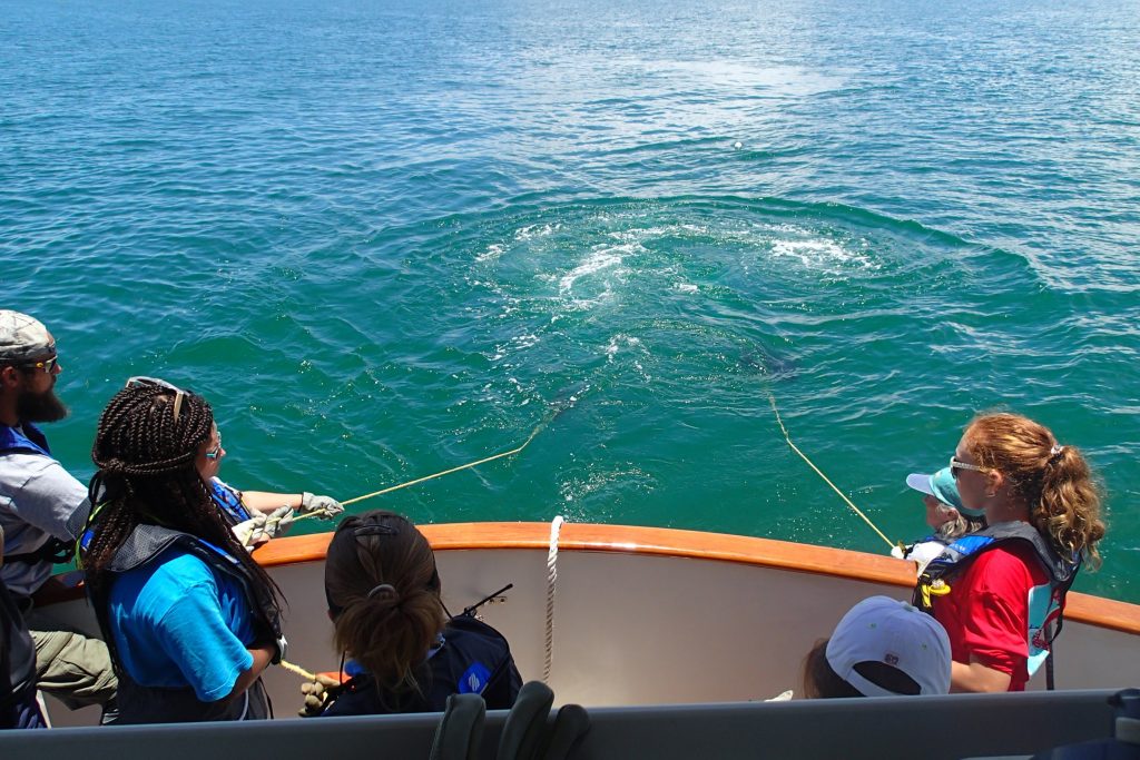 Campers and mentors look on as OCG staff handle the lines of the plankton nets. Photo credit: OCG Staff