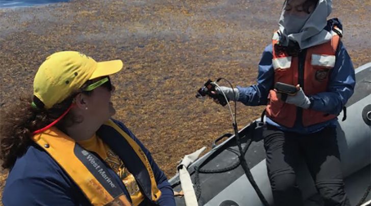 Mengqiu Wang, postdoctoral researcher, takes seaweed measurements in the Gulf of Mexico