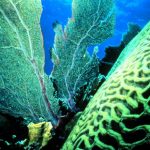 Coral Reef