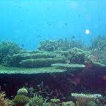 Coral Scene