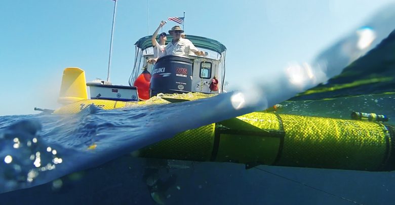 Image Credit: University of South Florida College of Marine Science