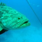 Grouper