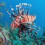 Lion Fish