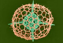 Radiolarian imaged by a Scanning Electron Microscope. (Photo Credit: Tony Greco)