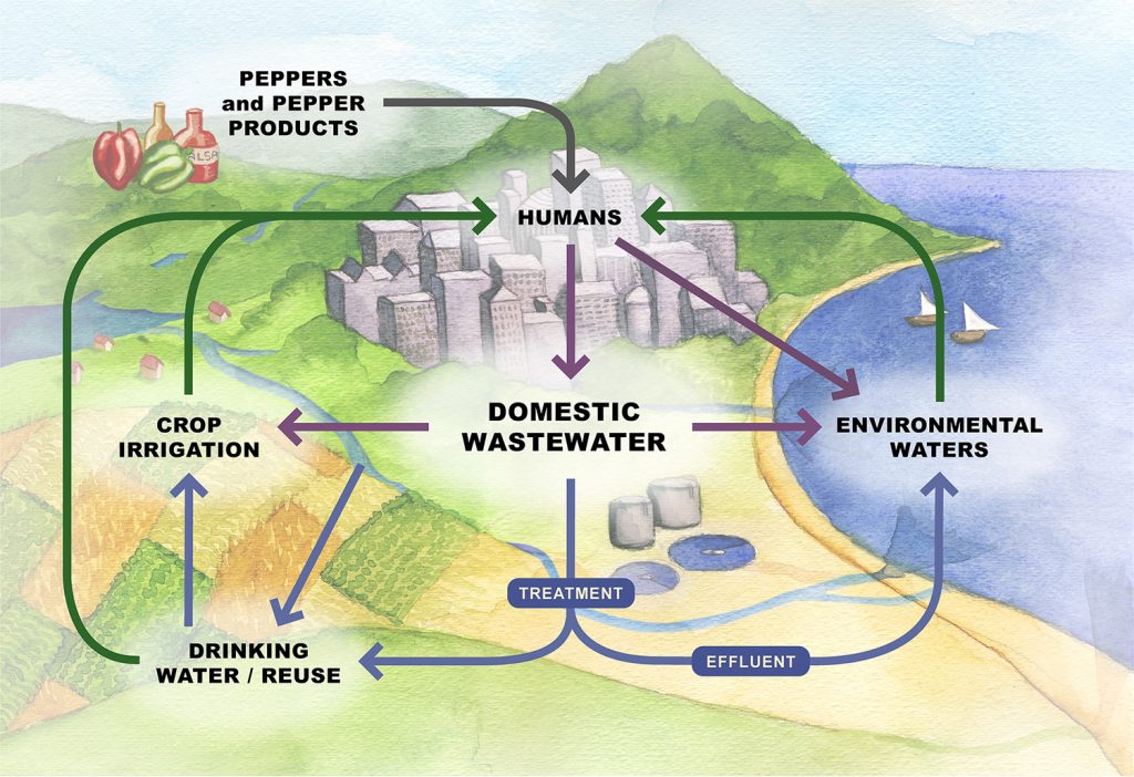 A schematic of the lifecycle of the pepper virus (PPMoV) found in human feces that could transform the way communities monitor water quality. Artwork by Anne Martin.
