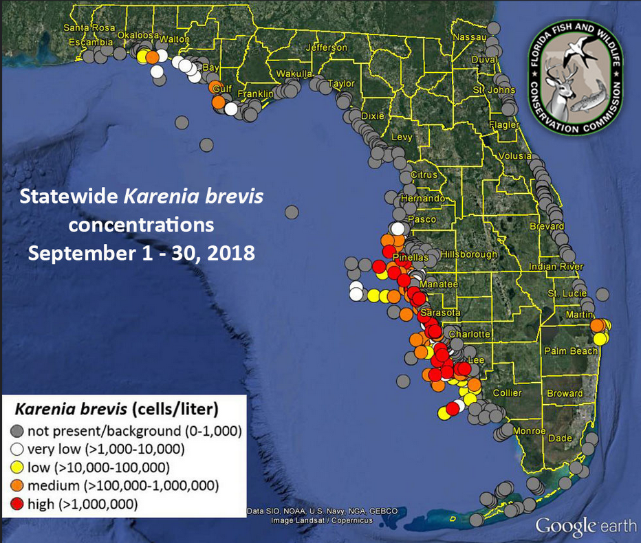 A composite indicating concentrations of the red tide K. brevis cells along all three Florida coasts in September 2018. A composite indicating concentrations of the red tide K. brevis cells along all three Florida coasts in September 2018.