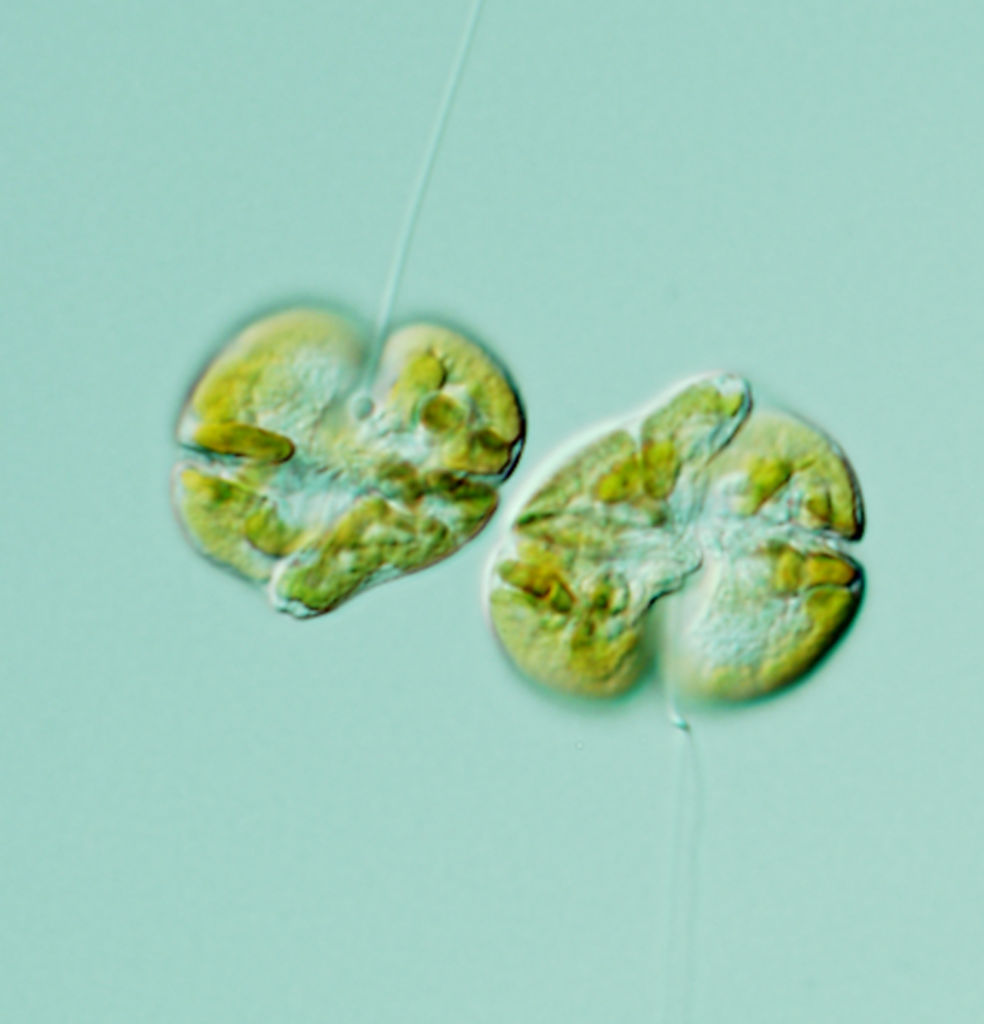 Two K. brevis cells – the culprit of red tides on Florida’s west coast -- under a microscope. Scientists recently reported how the epic 2018 red tide unfolded in JGR Oceans. Photo Credit: FWRI Two K. brevis cells – the culprit of red tides on Florida’s west coast -- under a microscope. Scientists recently reported how the epic 2018 red tide unfolded in JGR Oceans. Photo Credit: FWRI