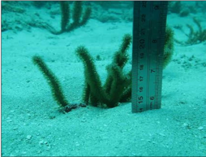 A seawhip buried in 14 cm of sediment on the inner reef near the Port Miami dredging. Like stony corals, seawhips anchor to exposed rock, and cannot live under sediment. Photo Credit: NOAA/NMFS A seawhip buried in 14 cm of sediment on the inner reef near the Port Miami dredging. Like stony corals, seawhips anchor to exposed rock, and cannot live under sediment. Photo Credit: NOAA/NMFS