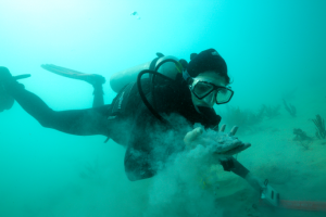 Rachel Silverstein of Miami Waterkeeper diving within 150 m of the shipping channel on the Inner reef, holding fine sediments. Photo Credit: P Zuccarini Rachel Silverstein of Miami Waterkeeper diving within 150 m of the shipping channel on the Inner reef, holding fine sediments. Photo Credit: P Zuccarini