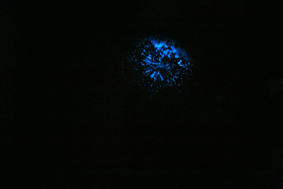 Blue bioluminescence produced by red Noctiluca scintillans when a drop of water is introduced into an aquarium. Credit: Sheng-Fang Tsai, National Taiwan Ocean University Blue bioluminescence produced by red Noctiluca scintillans when a drop of water is introduced into an aquarium. Credit: Sheng-Fang Tsai, National Taiwan Ocean University