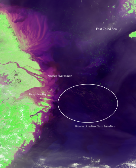 A satellite image of the East China Sea, taken by NASA’s MODIS instrument, showing blooms of red Noctiluca scintillans east of Hangzhou Bay. Credit: NASA/University of South Florida optical oceanography lab. A satellite image of the East China Sea, taken by NASA’s MODIS instrument, showing blooms of red Noctiluca scintillans east of Hangzhou Bay. Credit: NASA/University of South Florida optical oceanography lab.