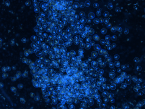 Individual cells of red Noctiluca scintillans seen glowing blue under a microscope. The organism’s balloon-shaped bodies give them the buoyancy to float on the sea surface where humans can observe them. Credit: Sheng-Fang Tsai, National Taiwan Ocean University Individual cells of red Noctiluca scintillans seen glowing blue under a microscope. The organism’s balloon-shaped bodies give them the buoyancy to float on the sea surface where humans can observe them. Credit: Sheng-Fang Tsai, National Taiwan Ocean University