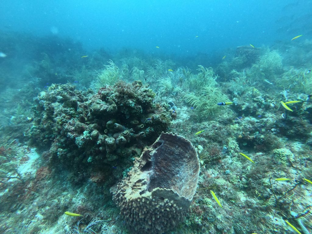 glimpe-of-spectacular-life-found-on-tortugas-bank-in-dry-tortugas-national-park