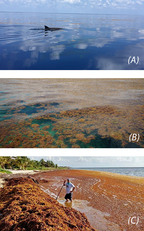 Sargassum