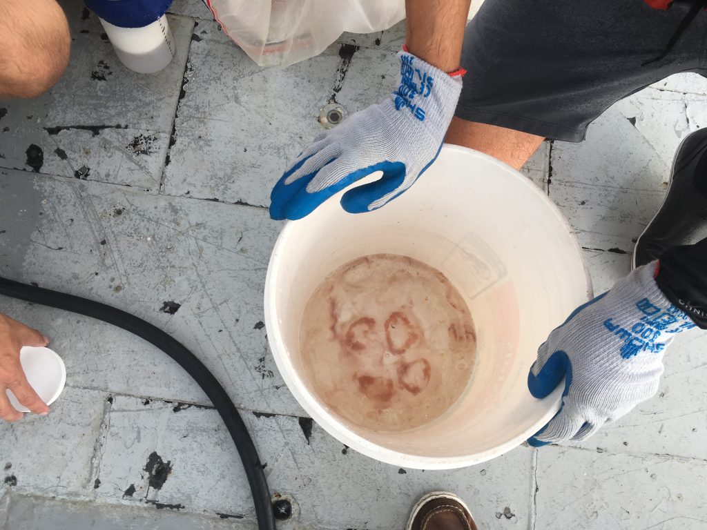 One of the larger jellyfish collected, and scooped out of, the Bongo nets. Large jellies and anything else not added to the collection jars must be rinsed on top of a sieve to retain any potentially present fish eggs, which are too small and clear to be seen by the naked eye. One of the larger jellyfish collected, and scooped out of, the Bongo nets. Large jellies and anything else not added to the collection jars must be rinsed on top of a sieve to retain any potentially present fish eggs, which are too small and clear to be seen by the naked eye.