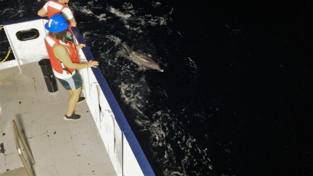 An Atlantic spotted dolphin surfacing along the port quarter of the R/V Hogarth. An Atlantic spotted dolphin surfacing along the port quarter of the R/V Hogarth.