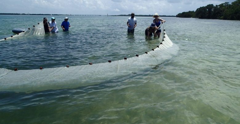 During Coastal Ecology field trips learners explore mangroves, fishes, sea grass meadows, oyster bars, and plankton communities