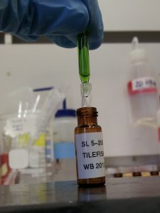 For this study the team analyzed more than 250 tilefish bile samples,the green liquid shown here, for metabolites of PAH. PAH ismetabolized by the liver and isthe most toxic component of oil. For this study the team analyzed more than 250 tilefish bile samples,the green liquid shown here, for metabolites of PAH. PAH ismetabolized by the liver and isthe most toxic component of oil.