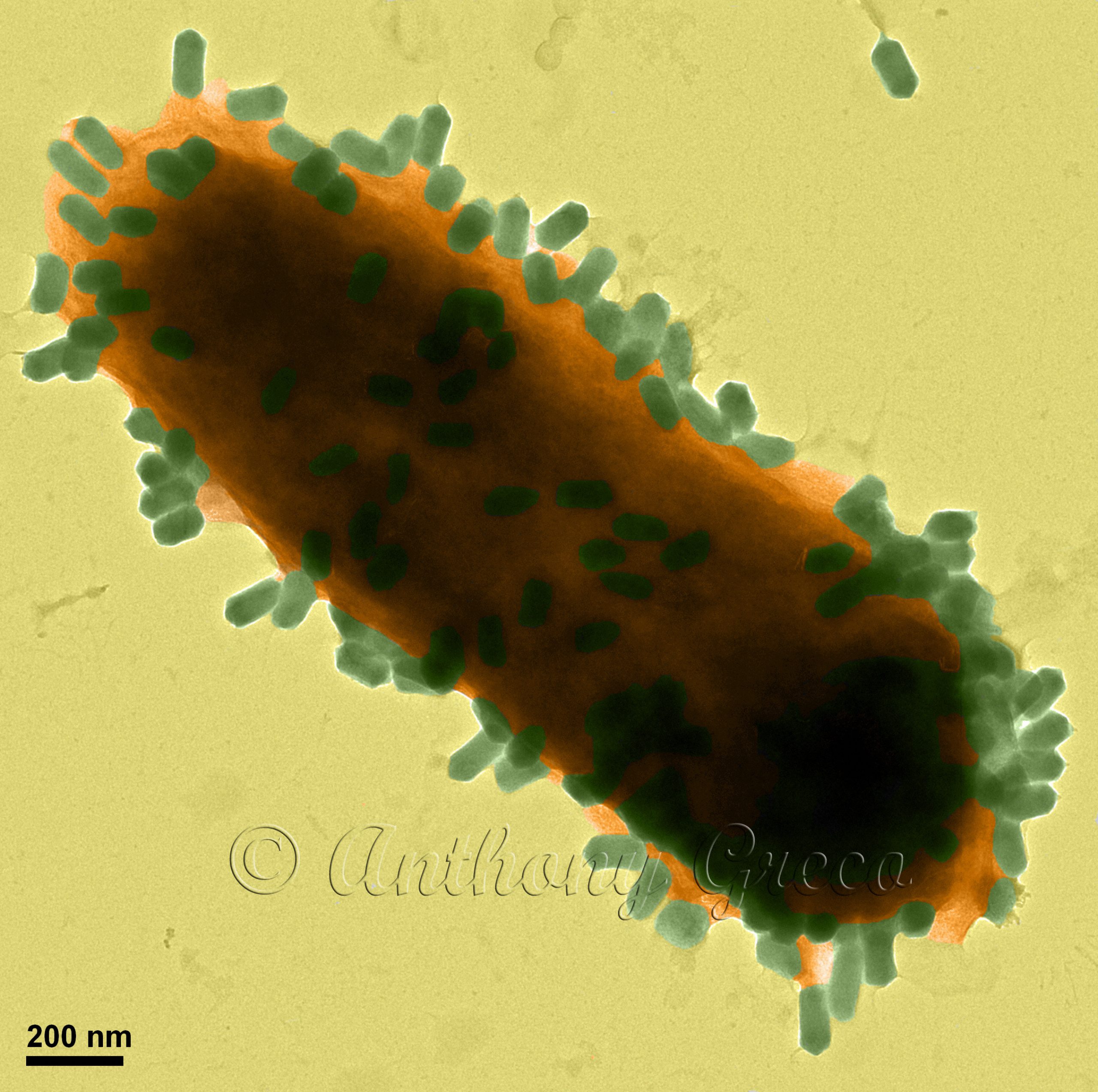 Electron Microscopy Laboratory – USF College of Marine Science