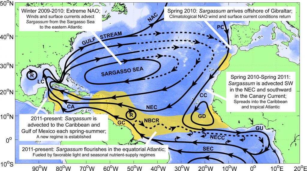 This figure shows the hypothesized route that the Sargassum from the Sargasso Sea took to reach the tropical Atlantic and the Caribbean Sea. The solid black lines indicate the climatological surface flow, while the dashed black lines indicate areas where there was variability from the average conditions. This figure shows the hypothesized route that the Sargassum from the Sargasso Sea took to reach the tropical Atlantic and the Caribbean Sea. The solid black lines indicate the climatological surface flow, while the dashed black lines indicate areas where there was variability from the average conditions.