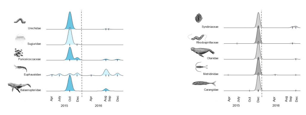 https://www.marine.usf.edu/?p=11617&preview=1&_ppp=2f6029fae9 This figure demonstrates the kinds of relationships that scientists can make using the new methods described in the publication. The blue represents the autumn season, and grey represents winter. The peaks indicate the relative abundance of species across the food web that were evident in the eDNA samples taken from Monterey Bay in 2015 and 2016.