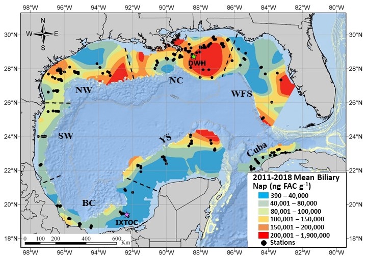 This heatmap shows the north central (NC) region of the Gulf of Mexico as the hot spot of PAH concentrations (specifically a chemical component of oil called naphthalene), as confirmed in the study of bile from 91 fish species sampled in the Gulf of Mexico from 2011-2018. This is the largest study of its kind. Additional hotspots are located off major population centers, such as Tampa Bay. This heatmap shows the north central (NC) region of the Gulf of Mexico as the hot spot of PAH concentrations (specifically a chemical component of oil called naphthalene), as confirmed in the study of bile from 91 fish species sampled in the Gulf of Mexico from 2011-2018. This is the largest study of its kind. Additional hotspots are located off major population centers, such as Tampa Bay.